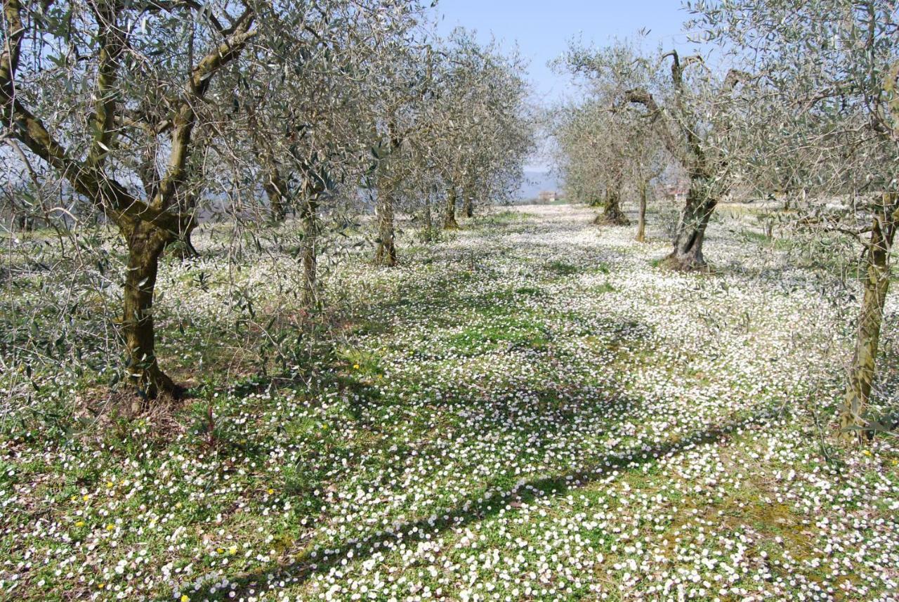 Bilocale Verde Umbria Montecastrilli Ngoại thất bức ảnh